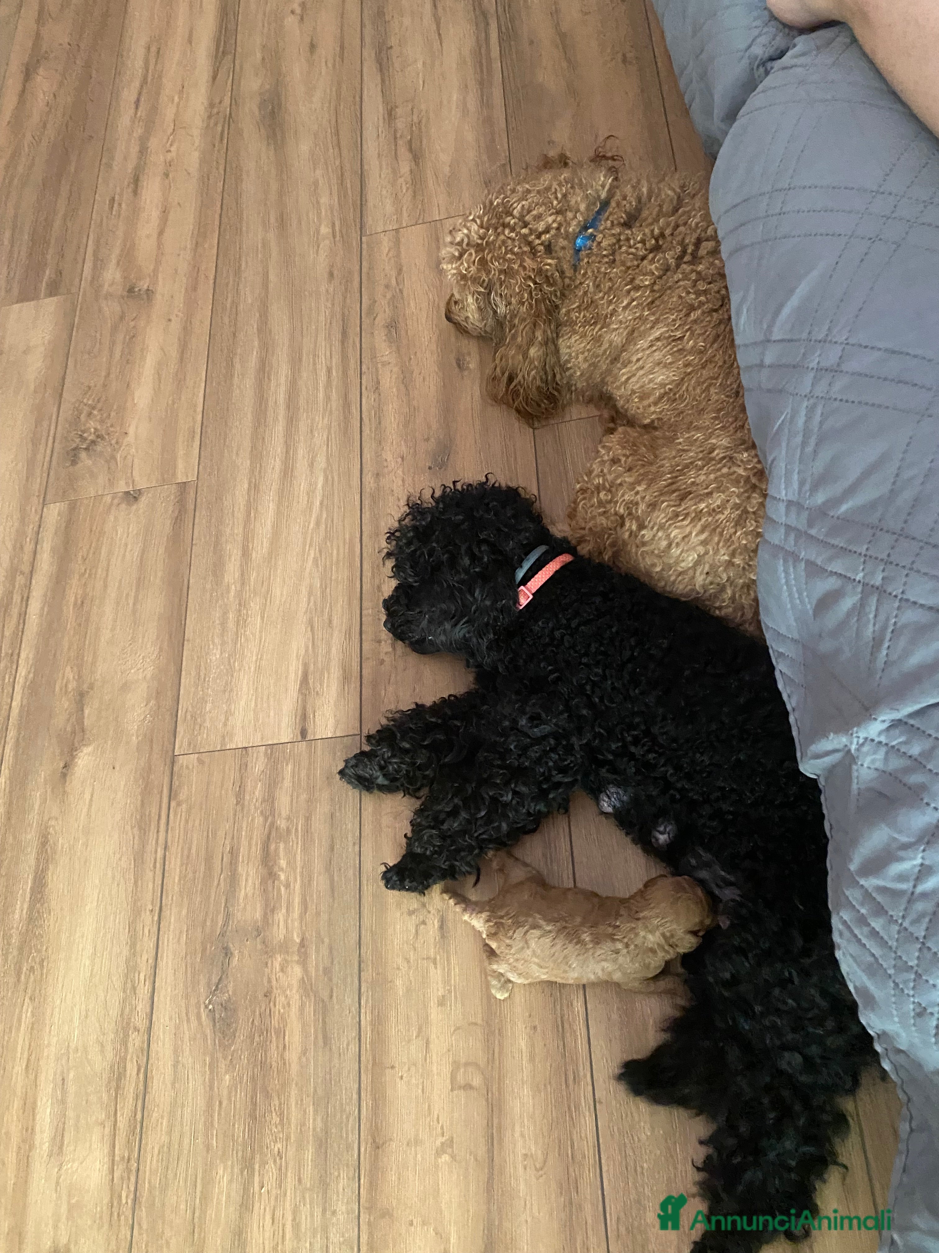 Barboncino cani Barboncini cuccioli maschio e femmina - Annuncio 34
