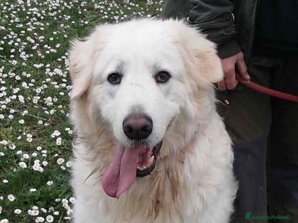 Meticcio cani IL BELLISSIMO BYRON CERCA LA SUA FAMIGLIA - Annuncio 6
