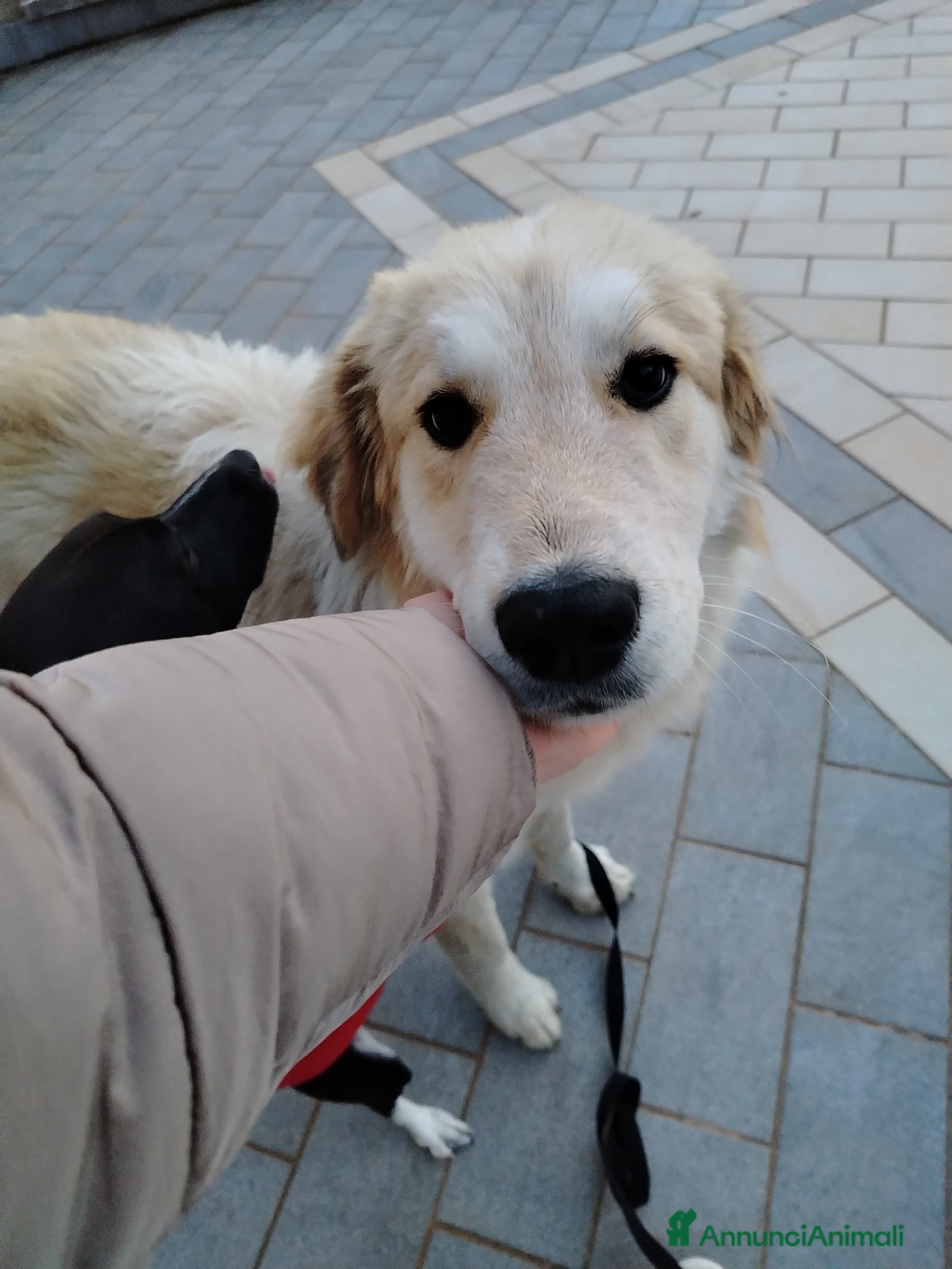 Meticcio cani BUDDY - Annuncio 2