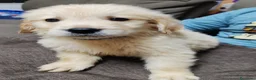 Golden Retriever cani in vendita: Cuccioli golden retriever  - Annuncio 8