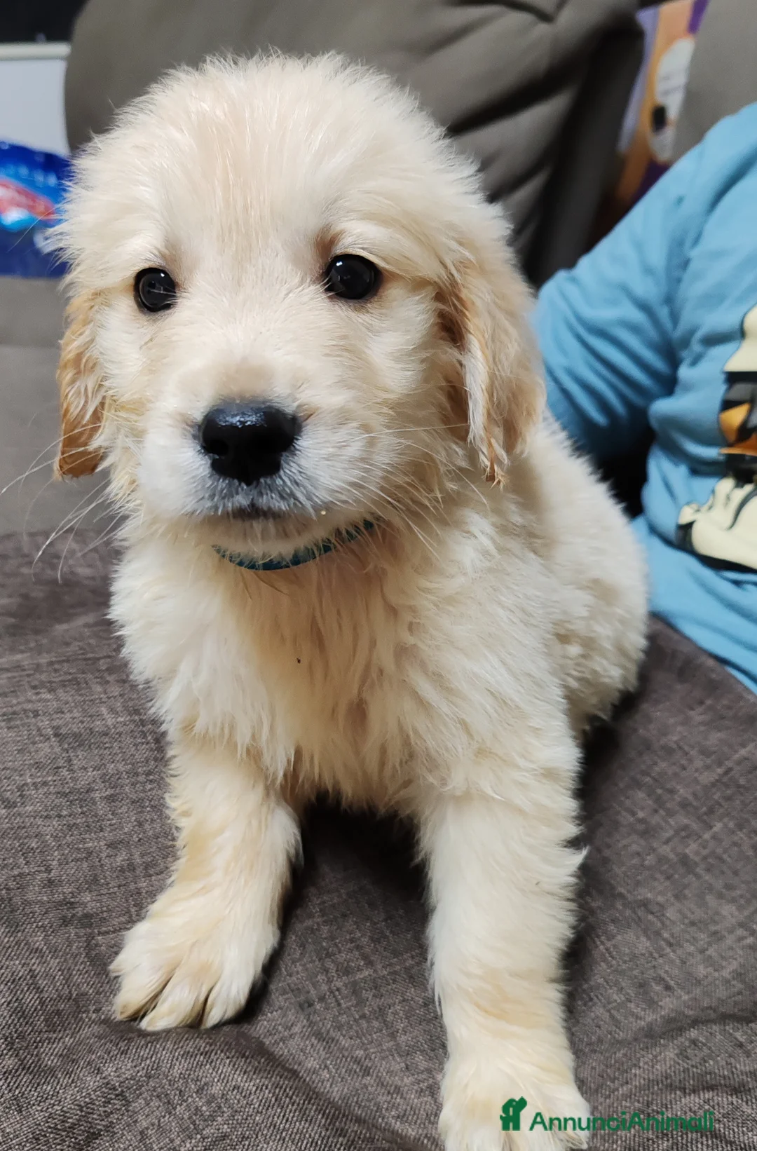 Golden Retriever cani in vendita: Cuccioli golden retriever  - Annuncio 8