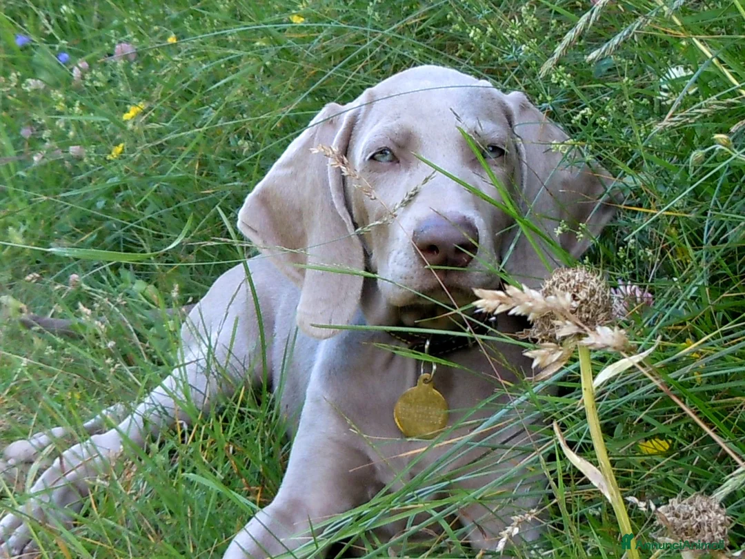 Weimaraner cani in vendita: WEIMARANER splendidi cuccioli  - Annuncio 2