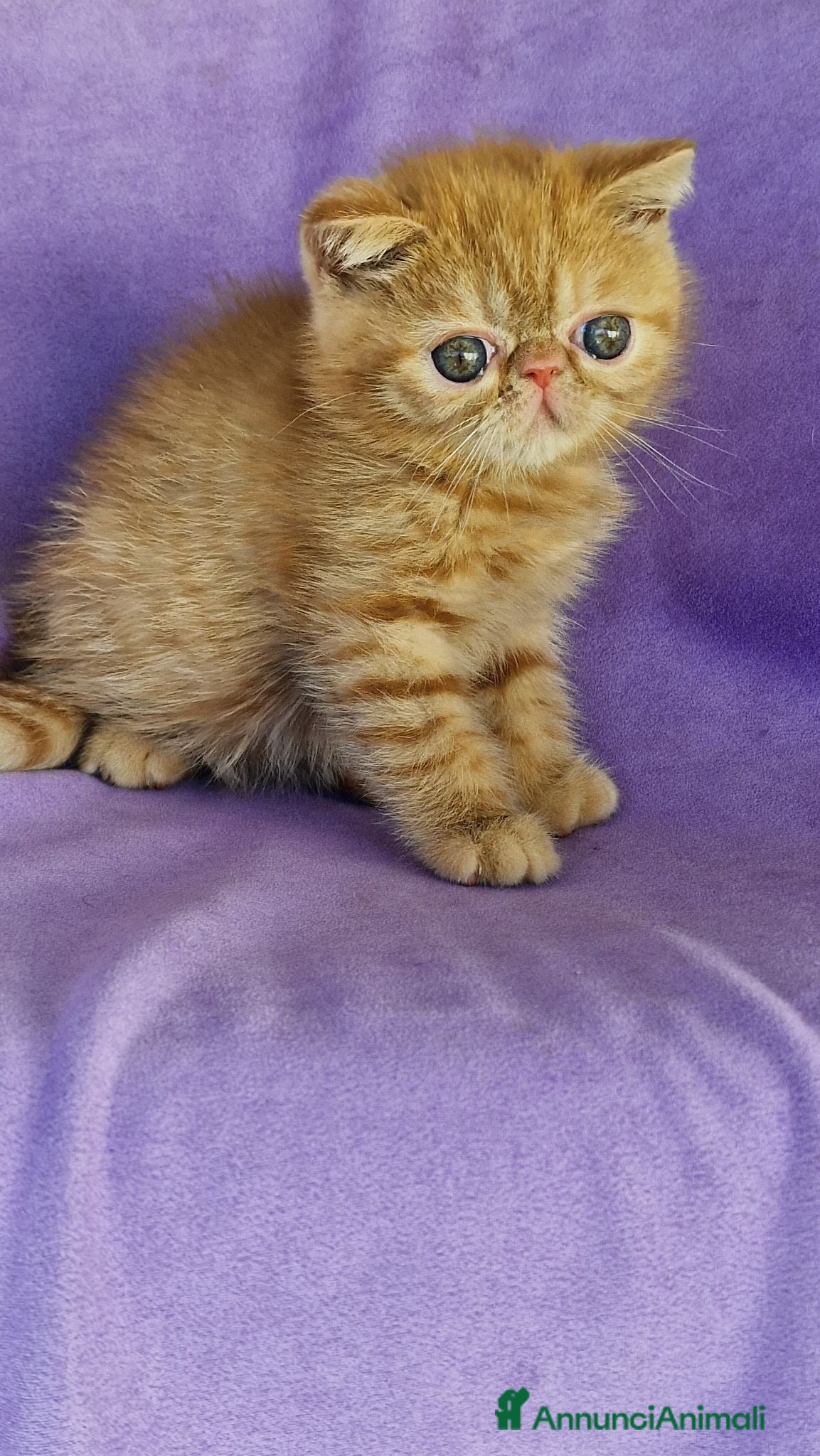 Exotic Shorthair gatti Dolce femmina exotic shorthair - Annuncio 1