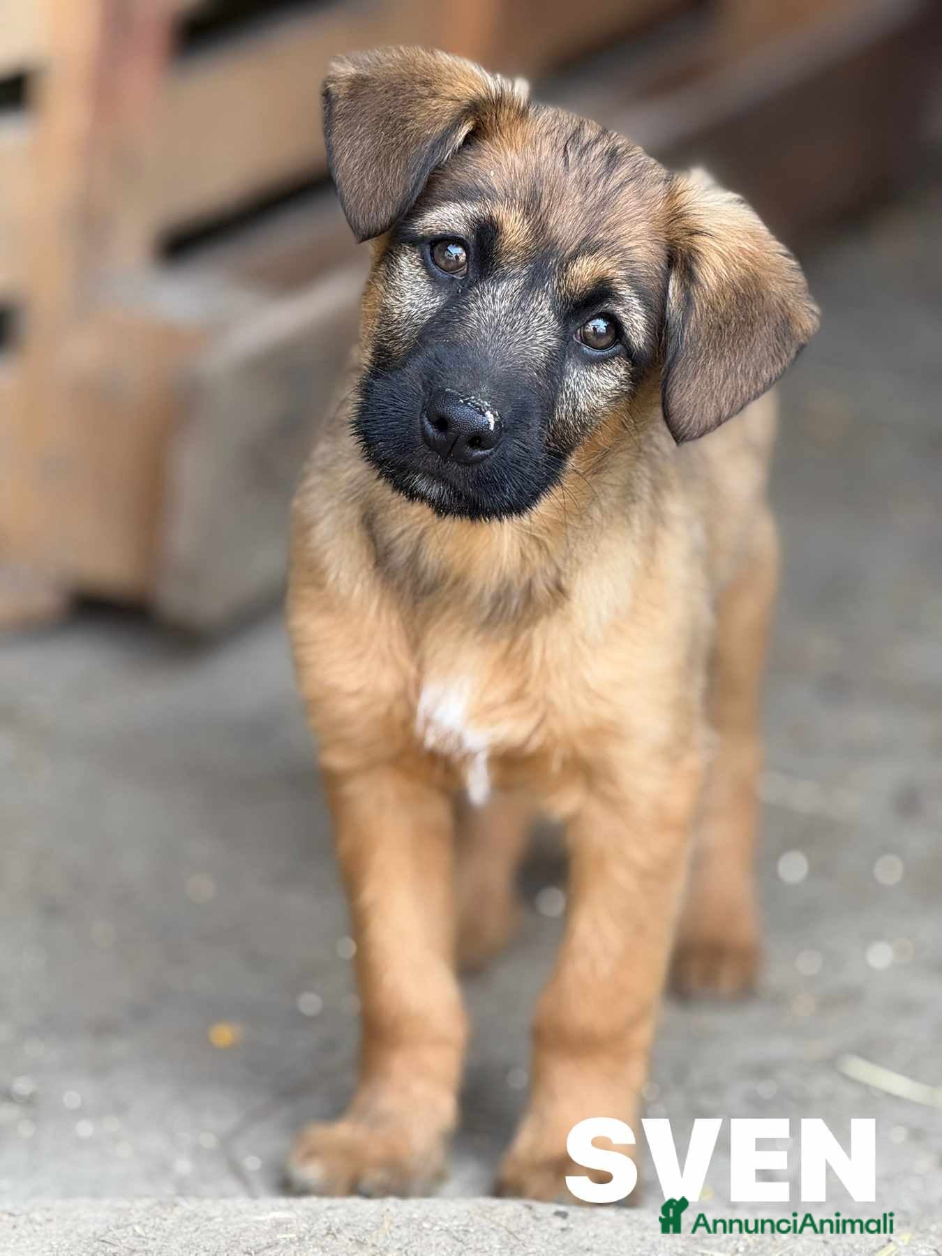 Meticcio cani SVEN & SILAS, fratellini simpaticissimi! TG MEDIA - Annuncio 25