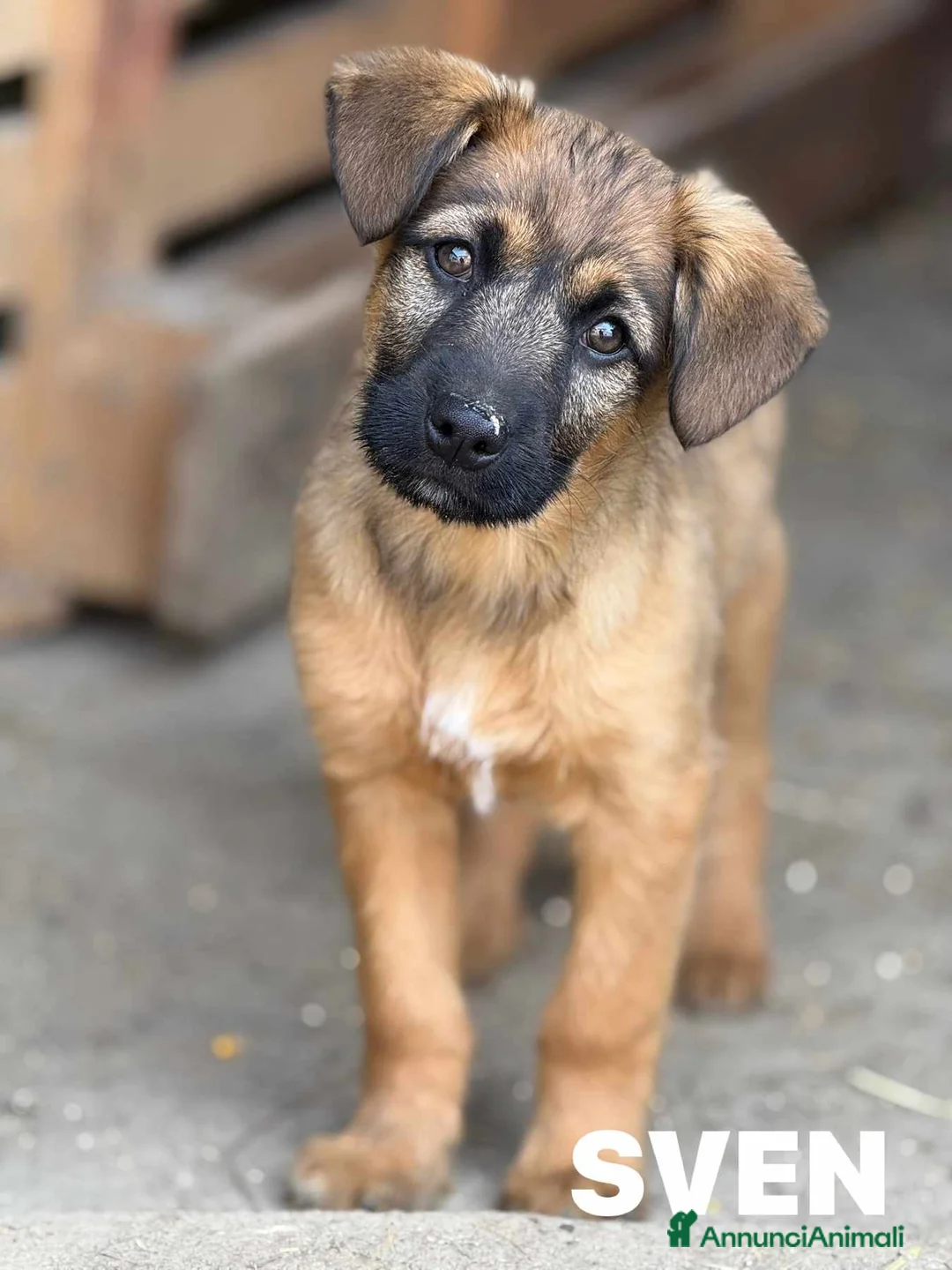 Meticcio cani in regalo: SVEN & SILAS, fratellini simpaticissimi! TG MEDIA - Annuncio 1