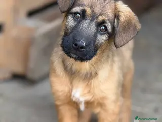 Meticcio cani SVEN & SILAS, fratellini simpaticissimi! TG MEDIA - Annuncio 25