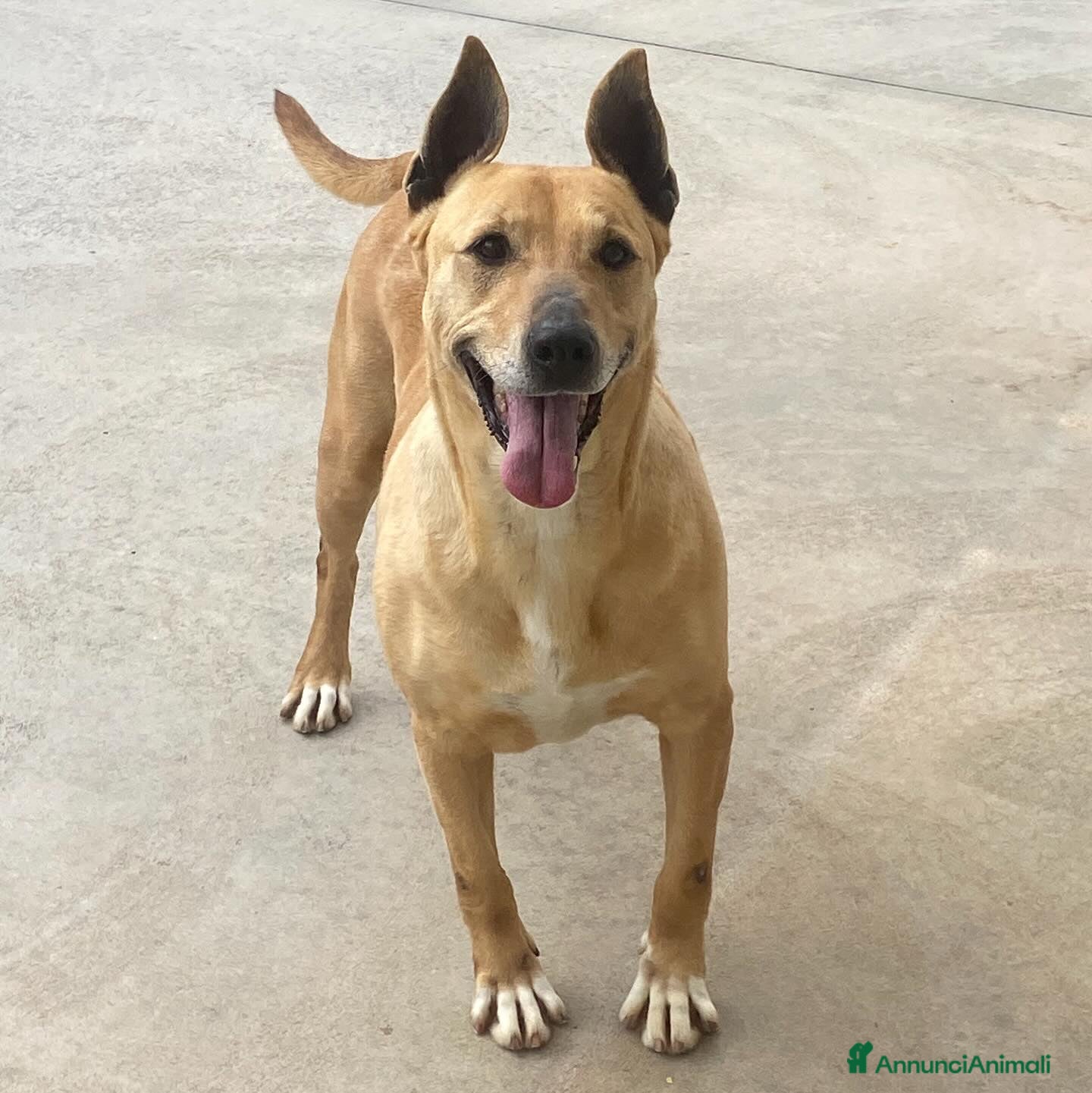 Bull Terrier cani DINAMITE 9 anni cerca casa - derivato bull terrier a Provincia di Latina - Annuncio 1