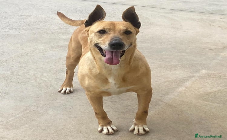 Bull Terrier cani a Provincia di Latina - Annuncio 2