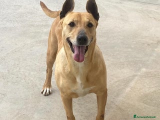 Bull Terrier cani DINAMITE 9 anni cerca casa - derivato bull terrier a Provincia di Latina - Annuncio 1
