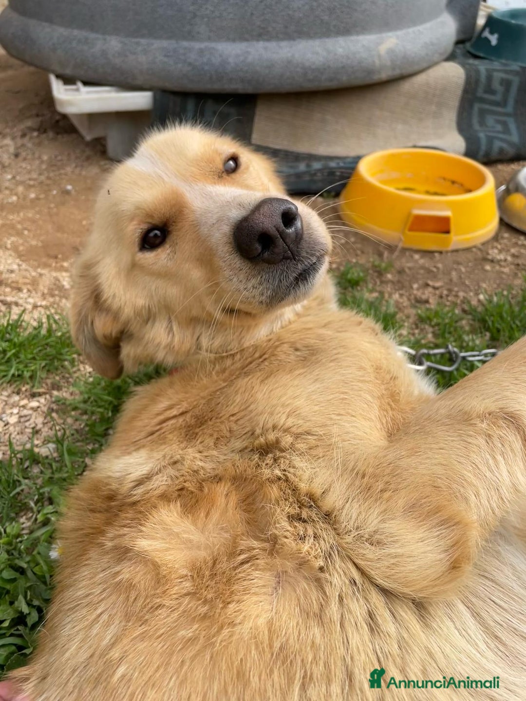 Meticcio cani in regalo: Mix Golden 2anni femmina a catena da salvare!LAZIO a Città metropolitana di Milano - Annuncio 3