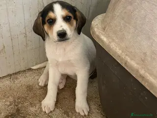 Meticcio cani TENERO SEGUGINO IN CERCA DI CASA - Annuncio 9