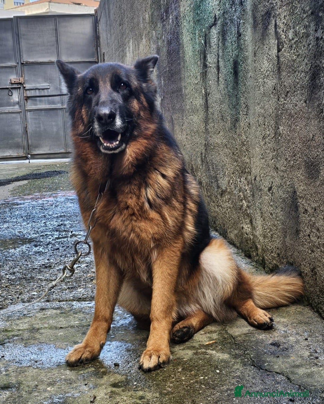 Pastore Tedesco cani Pastore Tedesco bellissima 5anni tradita! MESSINA - Annuncio 13