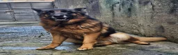 Pastore Tedesco cani in regalo: Pastore Tedesco bellissima 5anni tradita! MESSINA - Annuncio 1