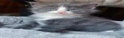 Norvegese gatti in vendita: Gattino cucciolo di gatto norvegese delle foreste a Provincia di Parma - Annuncio 4