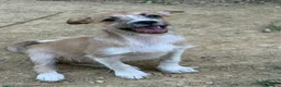 Meticcio cani in regalo: TARA, nanetta super coccolona! TG PICCOLA - Annuncio 4