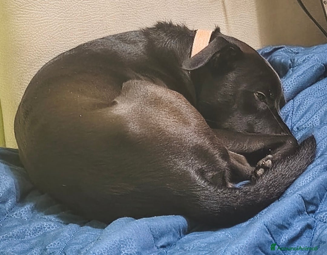 Meticcio cani in regalo: Regalo simil Pitbull  - Annuncio 4