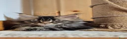 Maine Coon gatti in vendita: Maincoons cuccioli - Annuncio 2