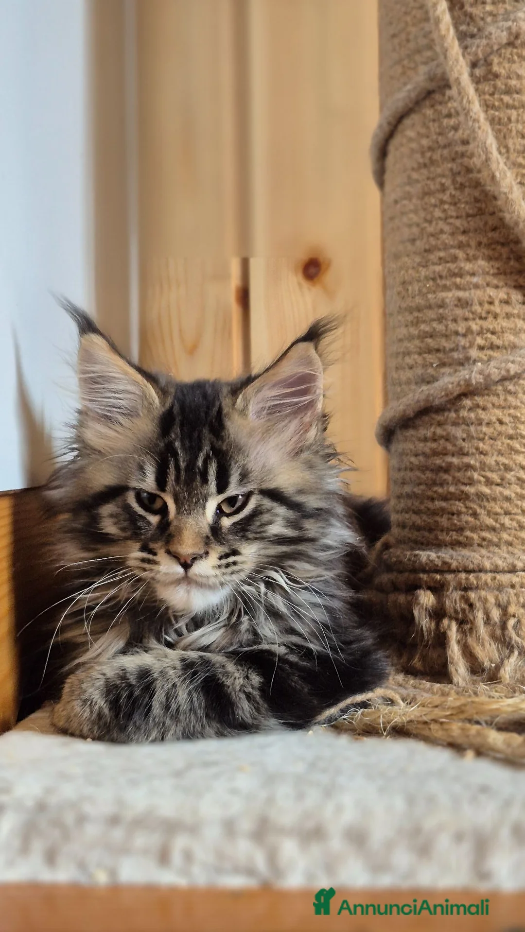 Maine Coon gatti in vendita: Maincoons cuccioli - Annuncio 2