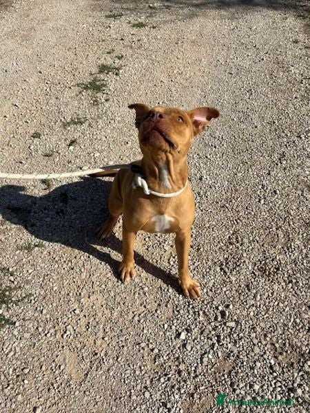 Pitbull cani Regina, splendida pit dagli occhi marroni  - Annuncio 2