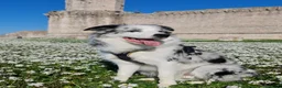 Border Collie cani per accoppiamento: Bellissimo Border con Pedigree per Accoppiamento a Provincia di Cremona - Annuncio 4
