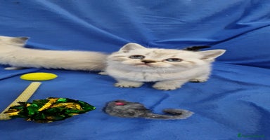 Scottish gatti a Provincia di Frosinone - Annuncio 11