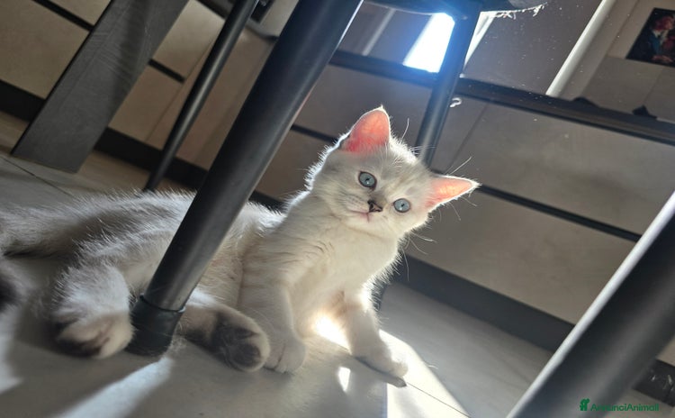 Scottish gatti a Provincia di Brescia - Annuncio 5