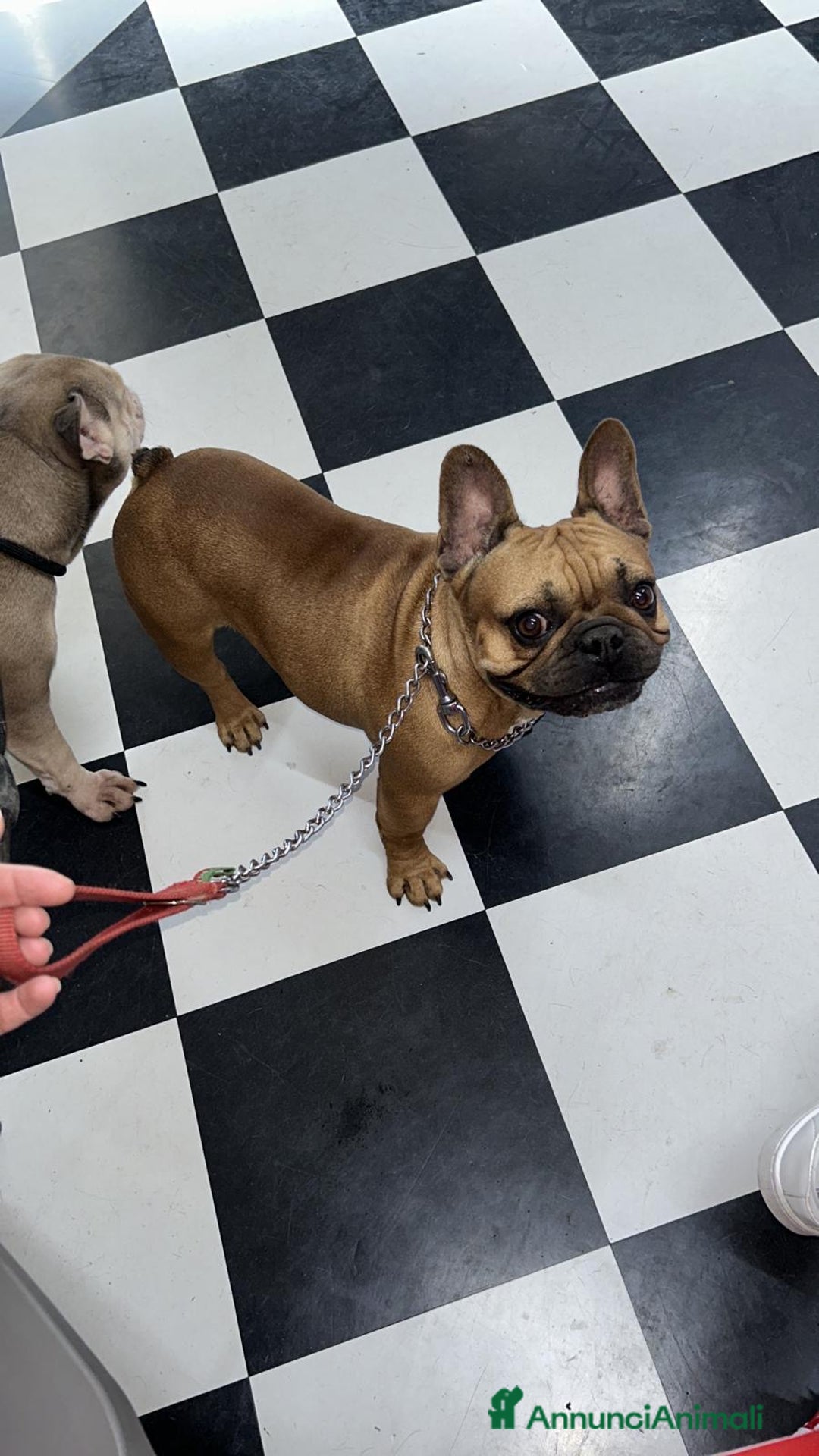 Bulldog Francese cani in vendita: cuccioli di Bulldog francese Red  - Annuncio 6