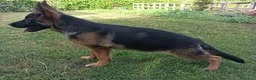 Pastore Tedesco cani in vendita: PASTORI TEDESCHI - Annuncio 18