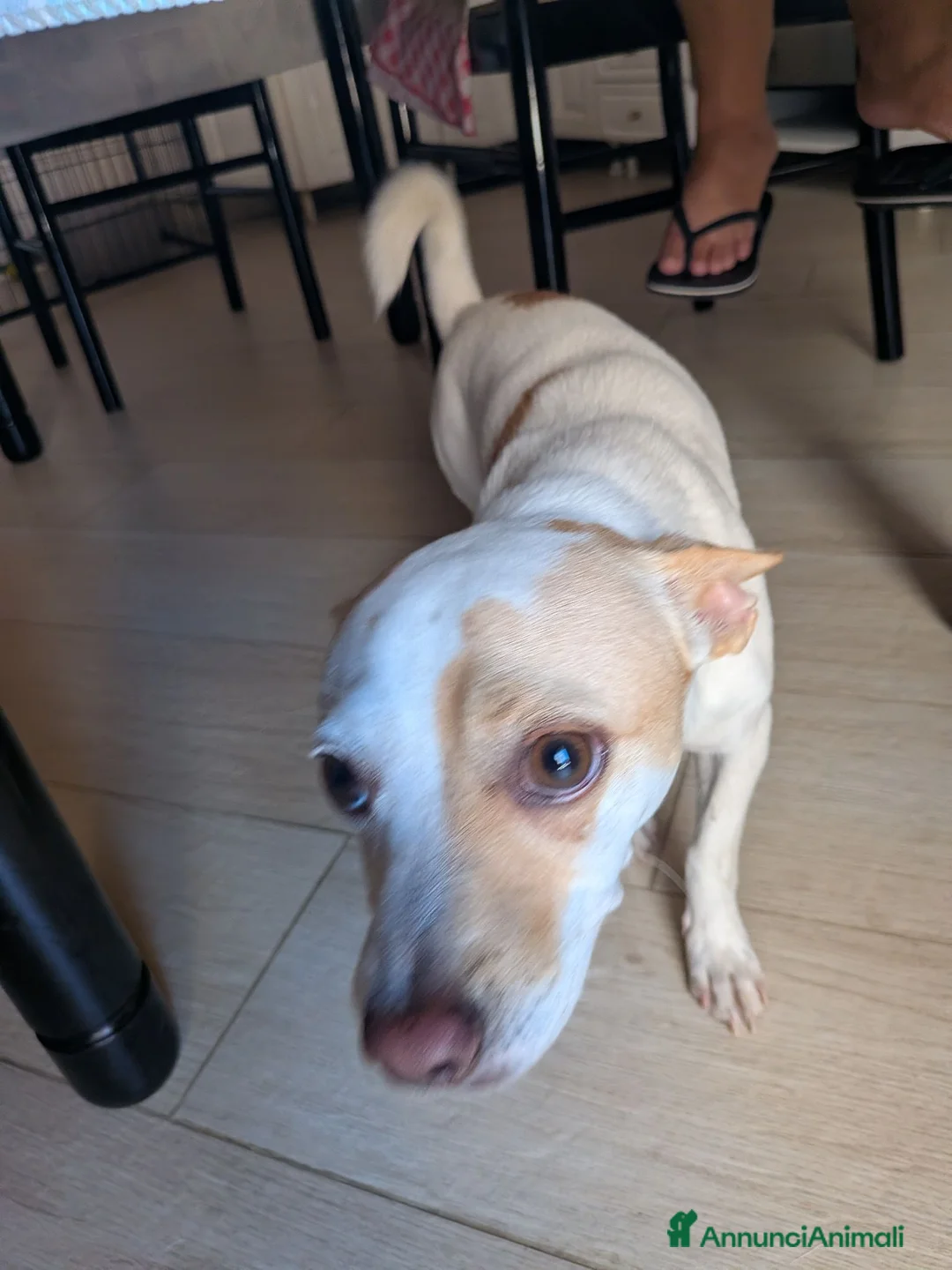 Meticcio cani per accoppiamento: Taglia piccola per monta a Libero consorzio comunale di Agrigento - Annuncio 2