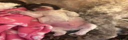 Lagotto cani in vendita: Cuccioli Lagotto Romagnolo  a Provincia di Perugia - Annuncio 4