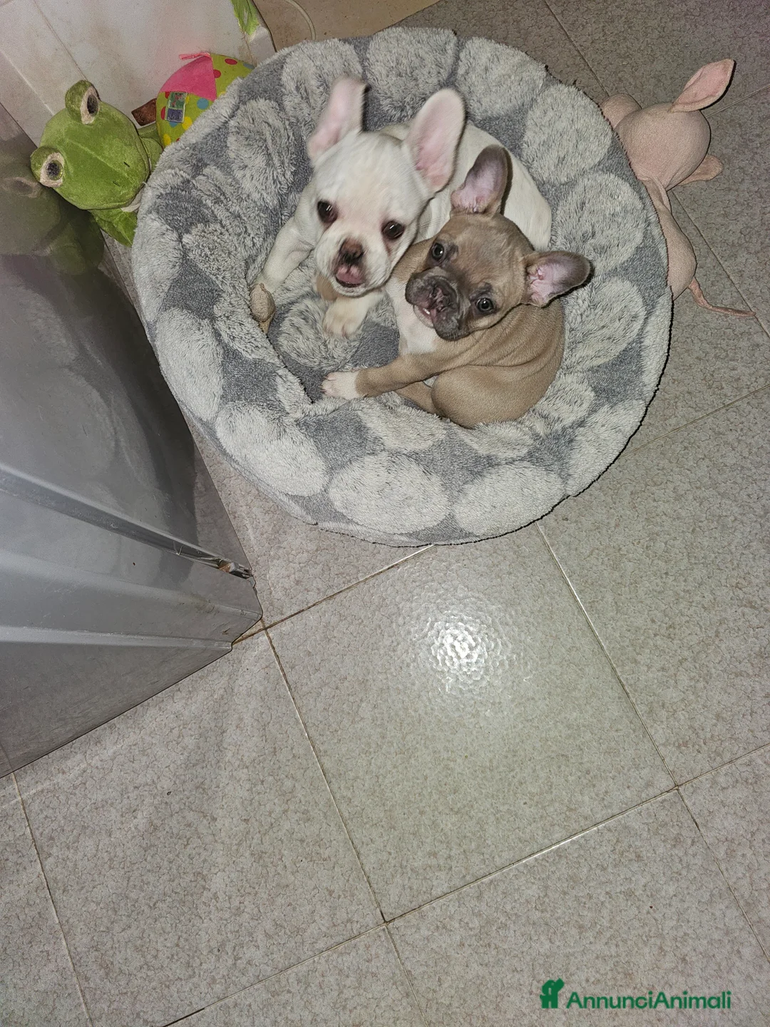 Bulldog Francese cani in vendita: Cuccioli buldog francese! - Annuncio 3