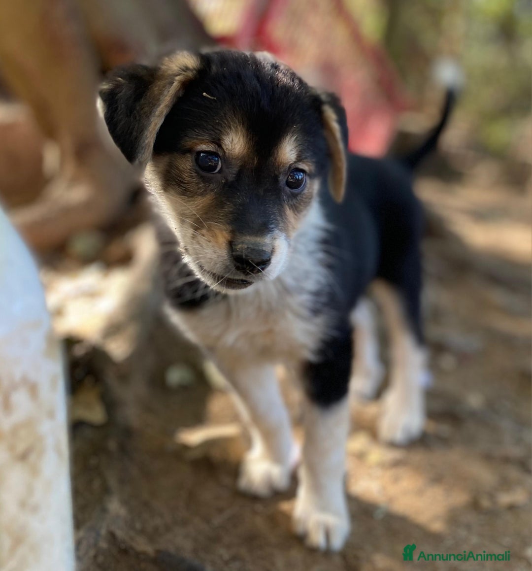 Meticcio cani in regalo: SORELLINE CERCANO CASA - Annuncio 3
