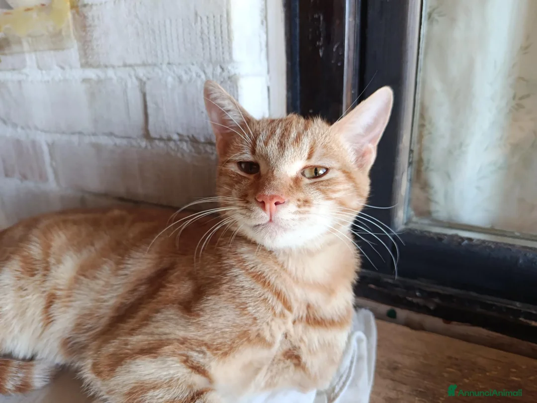Altre razze gatti in regalo: 🧡Monkey🧡 (IN REGALO,NON IN VENDITA) - Annuncio 2