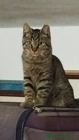 Meticcio gatti GATTINO - Annuncio 12