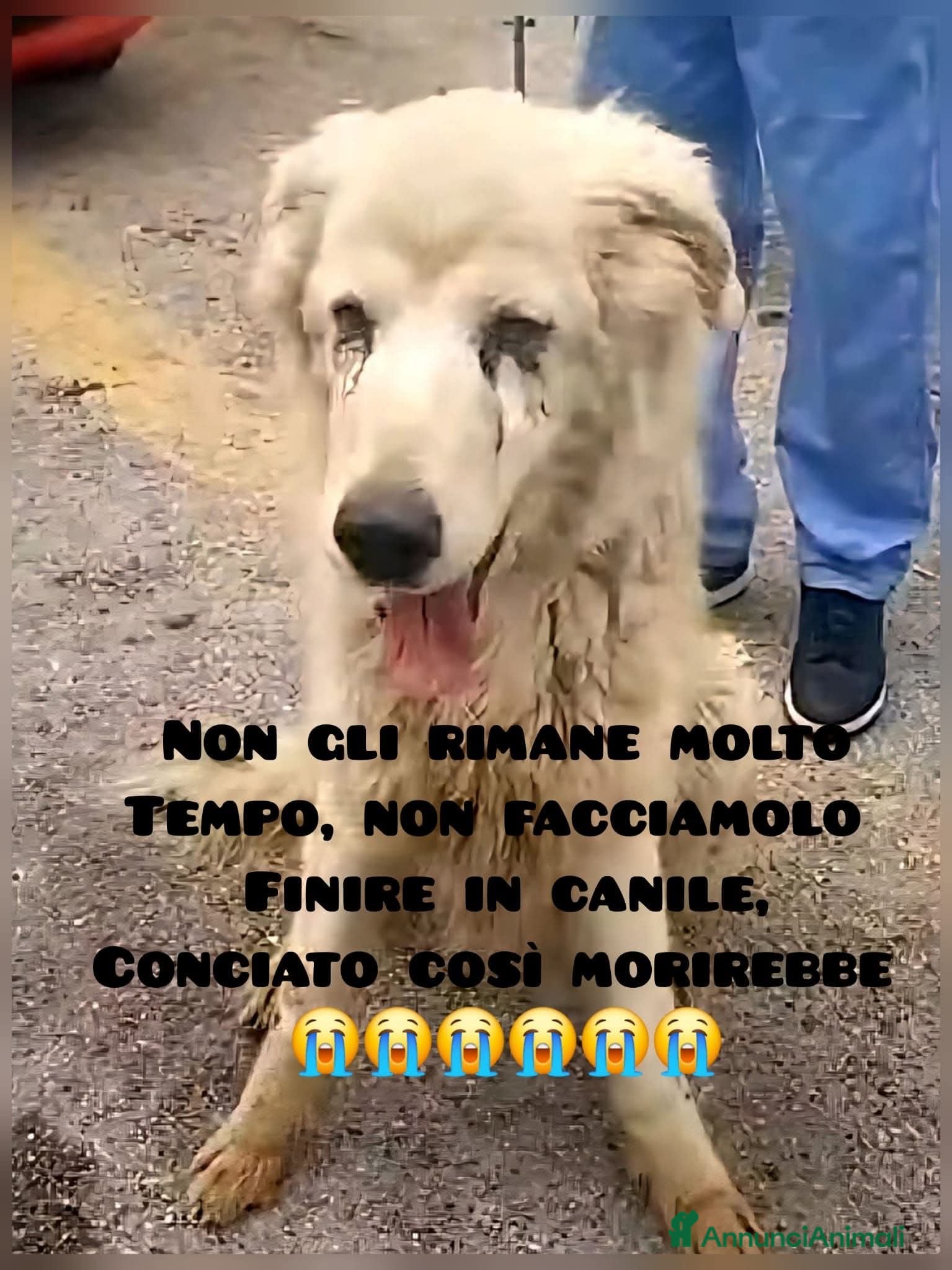 Meticcio cani ADOZ.DEL💔: magro,consumato,poco da vivere, solo - Annuncio 12