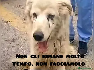 Meticcio cani ADOZ.DEL💔: magro,consumato,poco da vivere, solo - Annuncio 12