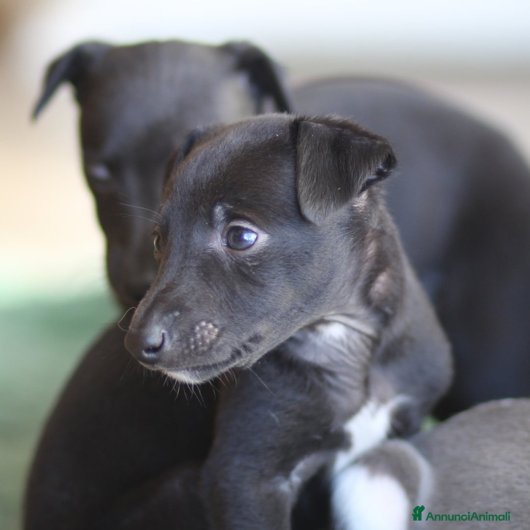 Whippet cani in vendita: Cuccioli di whippet  - Annuncio 4