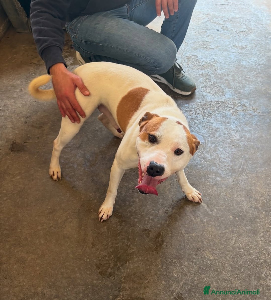 Staffordshire cani in regalo: IGOR, dolcissimo mix STAFFY! - Annuncio 7