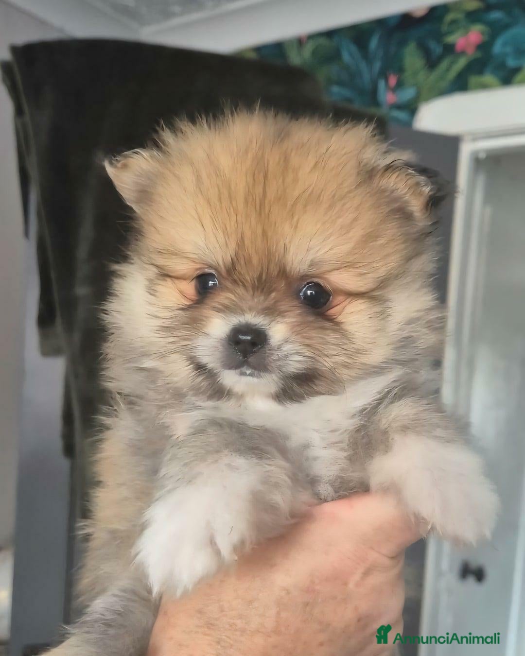 Volpino Pomerania cani in vendita: Cuccioli di Pomerania di tipo Teddy Bear - Annuncio 13