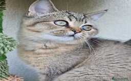 Scottish gatti in vendita: Scottish Straight con Pedigree  - Immagine 7