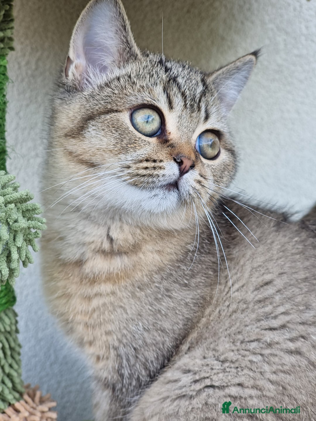 Scottish gatti in vendita: Scottish Straight con Pedigree  - Immagine 7