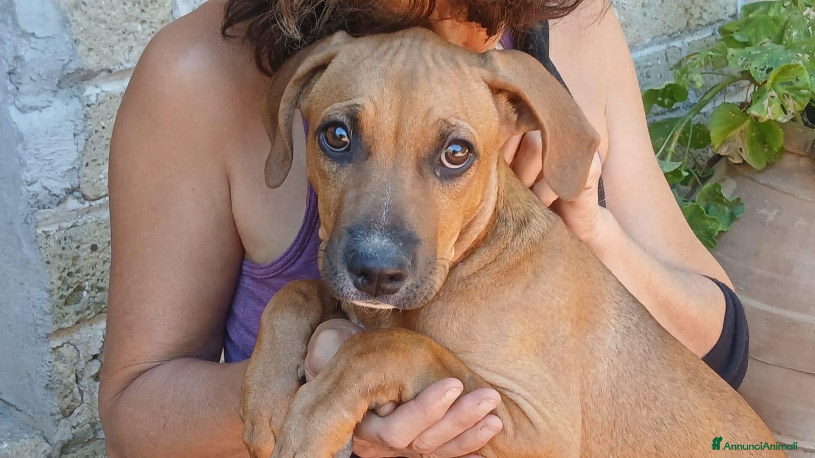 Meticcio cani LA DOLCE VIOLA NON VUOLE CRESCERE IN CANILE - Annuncio 4