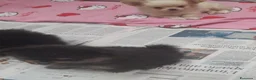 Spitz cani in vendita: Cuccioli Pomerania  a Provincia di Lodi - Annuncio 2