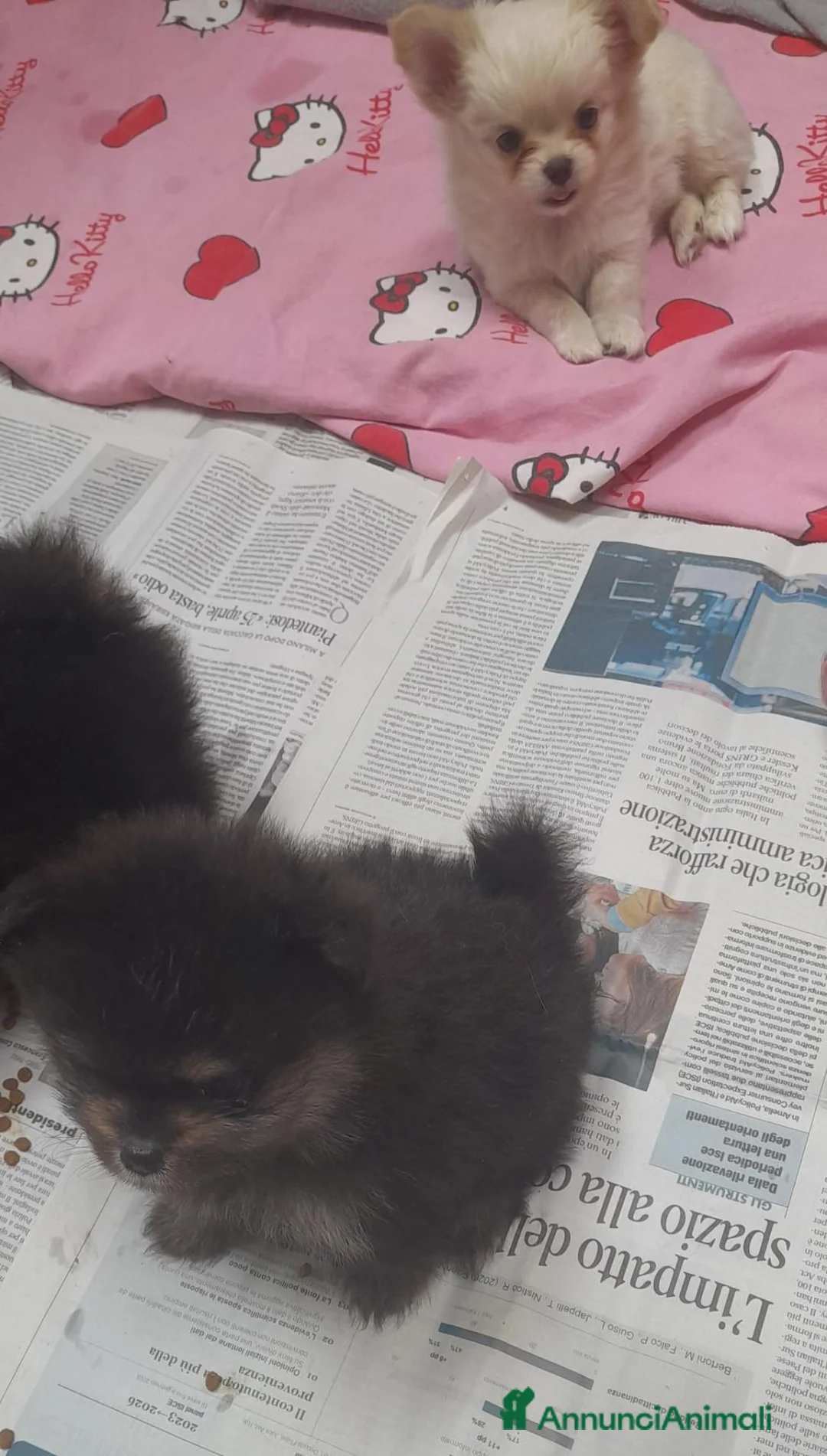 Spitz cani in vendita: Cuccioli Pomerania  a Provincia di Lodi - Annuncio 2