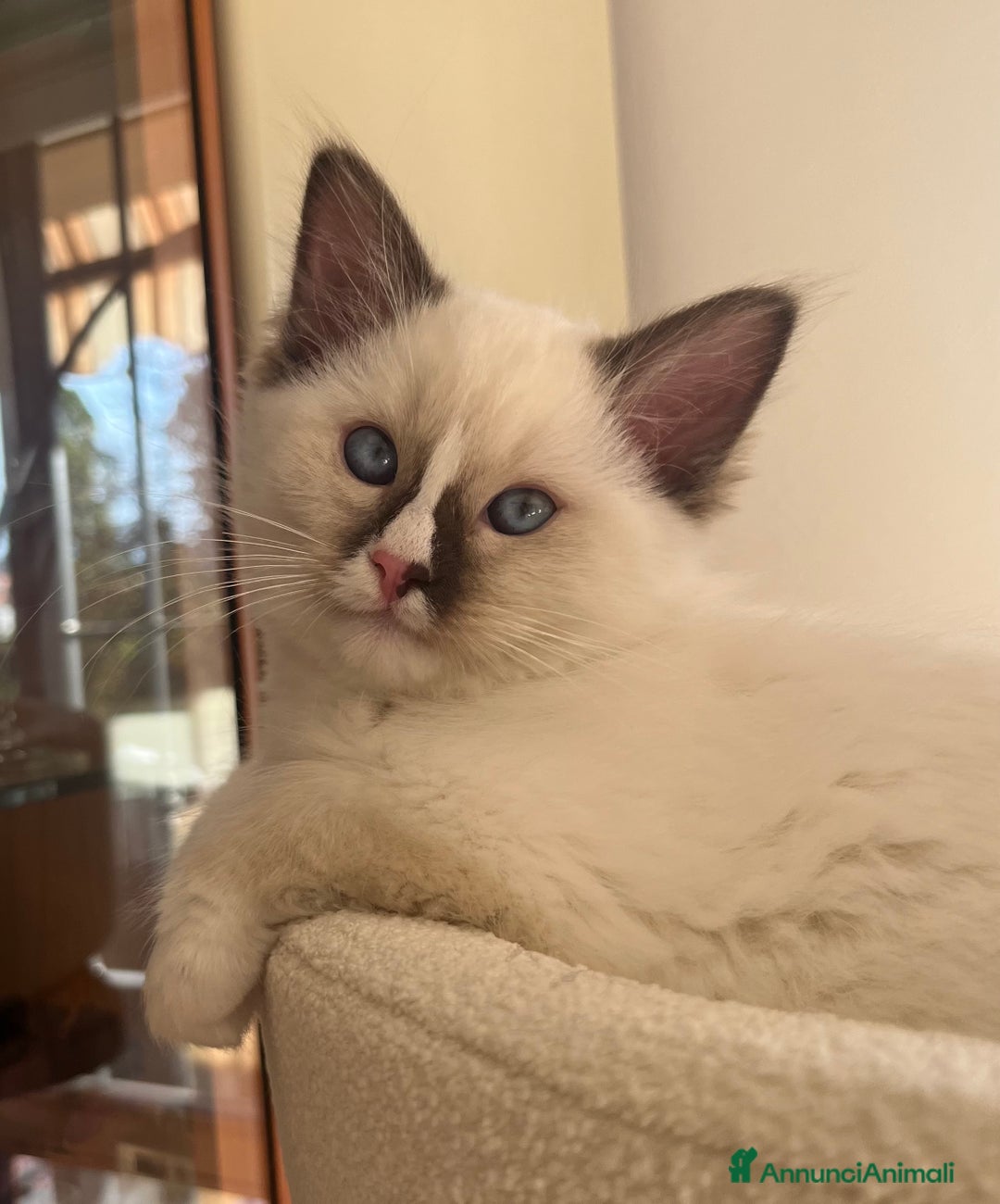 Ragdoll gatti in vendita: Cucciola Ragdoll margot  - Annuncio 2