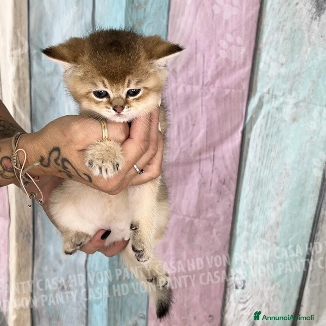 British gatti in vendita: Cuccioli British Shorthair  - Annuncio 18