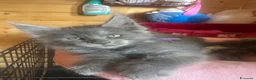 Maine Coon gatti in vendita: Maine coon Blue - Annuncio 5