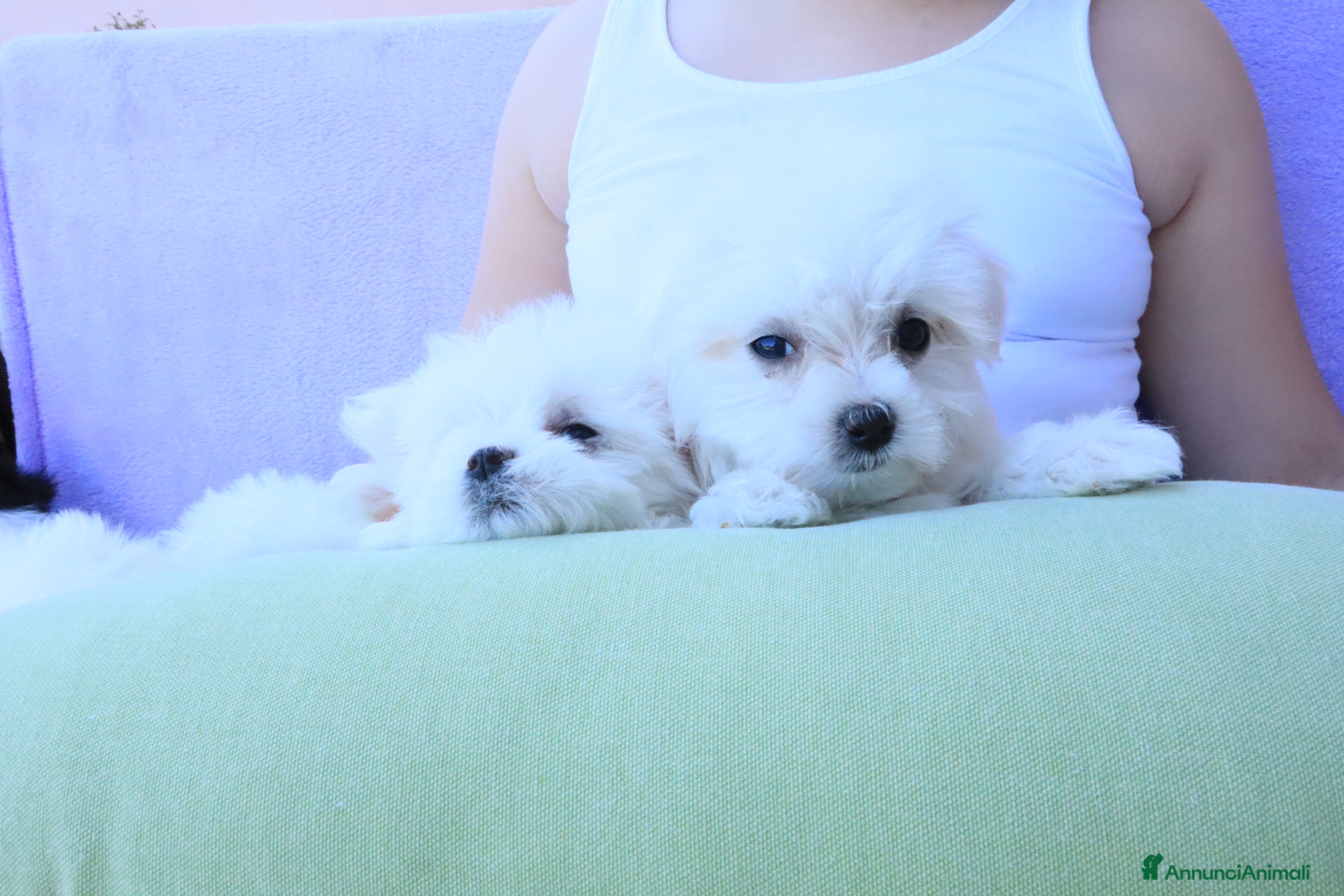 Maltese cani CUCCIOLI MALTESI CON PEDIGREE ENCI - Annuncio 8