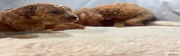 Barboncino Toy cani in vendita: Cuccioli barboncino toy rosso - Annuncio 12