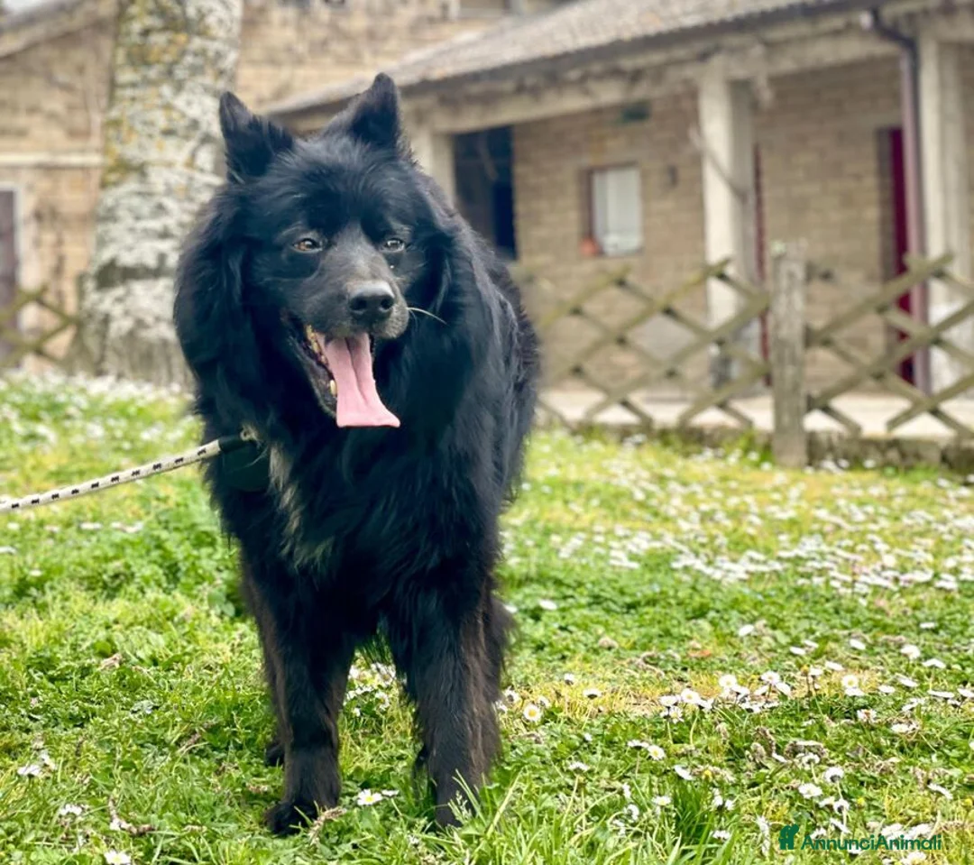 Meticcio cani in regalo: NONNO NOE' HA BISOGNO DI TE, ADOZIONE A DISTANZA - Annuncio 1